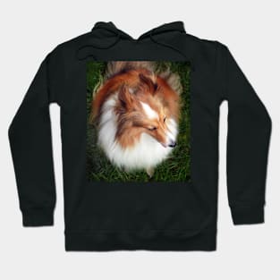 Shetland Sheep Dog Hoodie